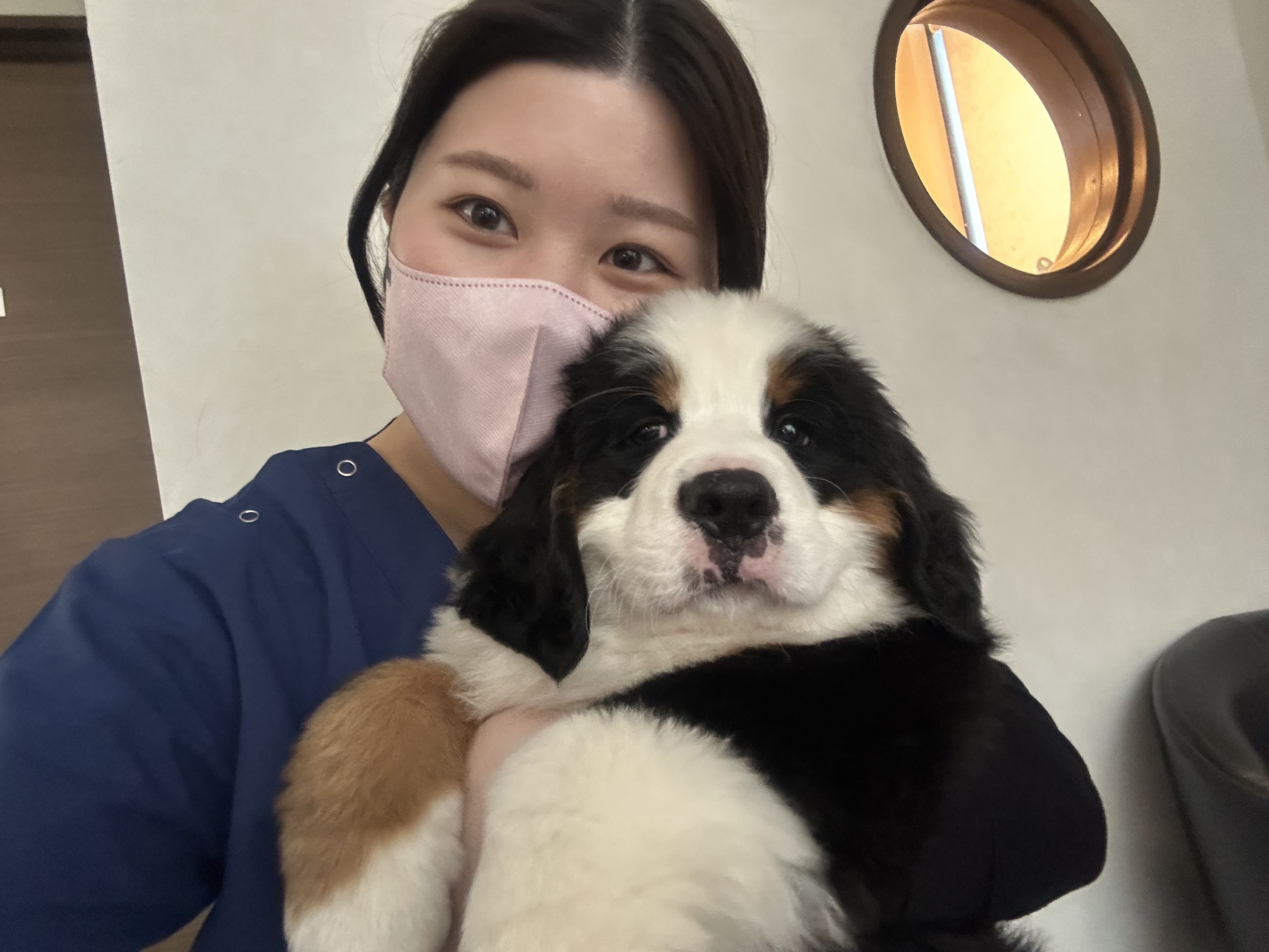 獣医さんの画像