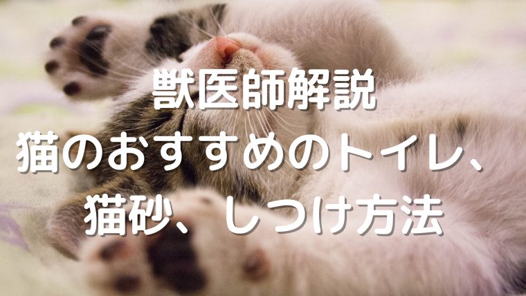 獣医師解説：猫のおすすめのトイレ、猫砂、失敗しない方法