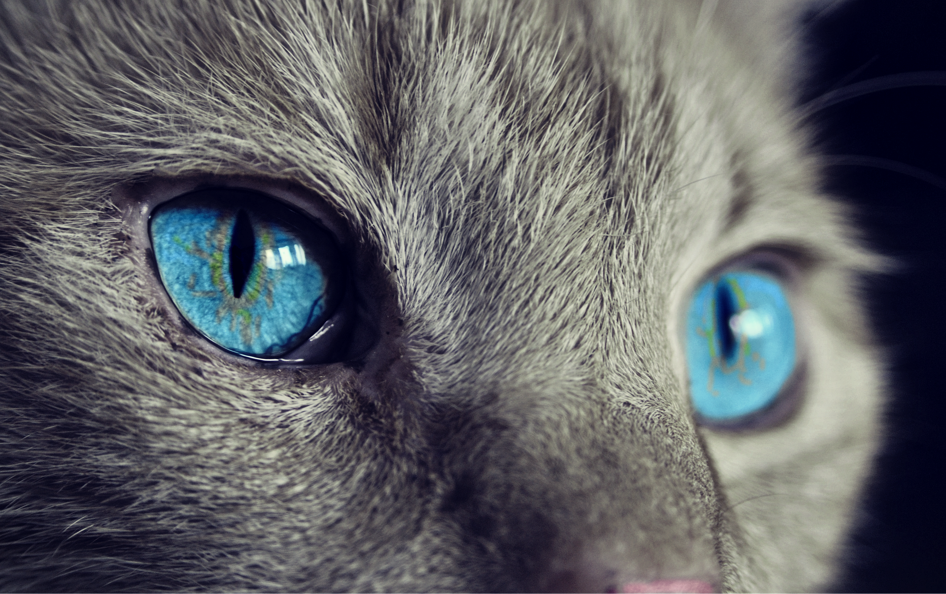 猫の慢性腎臓病に朗報⁉︎ 腎臓病への治療薬